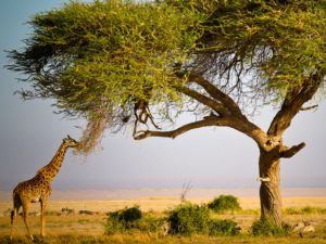 Rift Valley Trails